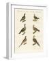 Turtle Doves-null-Framed Giclee Print