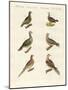 Turtle Doves-null-Mounted Giclee Print