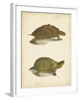 Turtle Duo IV-J.W. Hill-Framed Art Print