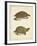 Turtle Duo IV-J.W. Hill-Framed Art Print