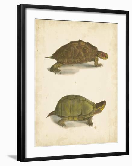 Turtle Duo IV-J.W. Hill-Framed Art Print