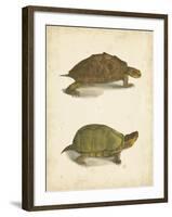 Turtle Duo IV-J.W. Hill-Framed Art Print