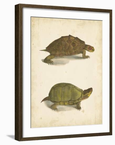 Turtle Duo IV-J.W. Hill-Framed Art Print