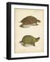 Turtle Duo IV-J.W. Hill-Framed Art Print