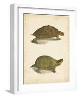 Turtle Duo IV-J.W. Hill-Framed Art Print