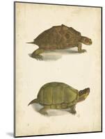 Turtle Duo IV-J.W. Hill-Mounted Art Print