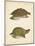 Turtle Duo IV-J.W. Hill-Mounted Art Print