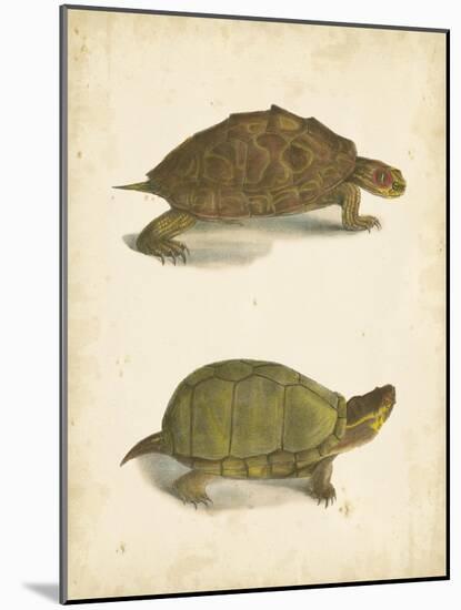 Turtle Duo IV-J.W. Hill-Mounted Art Print