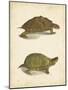 Turtle Duo IV-J.W. Hill-Mounted Art Print