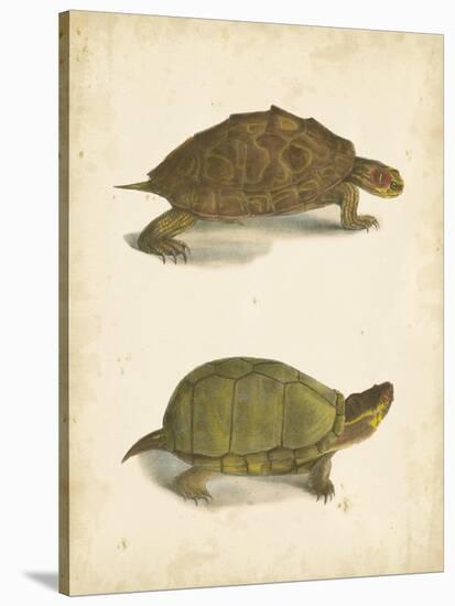 Turtle Duo IV-J.W. Hill-Stretched Canvas