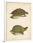 Turtle Duo IV-J.W. Hill-Framed Art Print