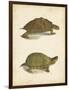 Turtle Duo IV-J.W. Hill-Framed Art Print