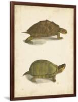 Turtle Duo IV-J.W. Hill-Framed Art Print