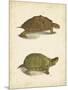 Turtle Duo IV-J.W. Hill-Mounted Art Print