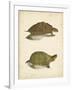 Turtle Duo IV-J.W. Hill-Framed Art Print