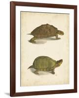 Turtle Duo IV-J.W. Hill-Framed Art Print