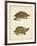 Turtle Duo IV-J.W. Hill-Framed Art Print