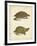 Turtle Duo IV-J.W. Hill-Framed Art Print