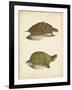 Turtle Duo IV-J.W. Hill-Framed Art Print