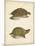 Turtle Duo IV-J.W. Hill-Mounted Art Print
