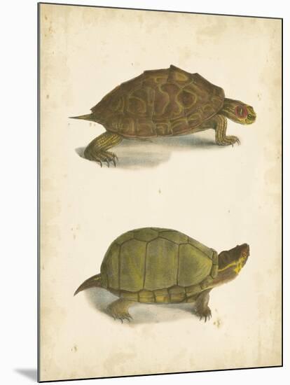 Turtle Duo IV-J.W. Hill-Mounted Art Print