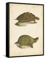 Turtle Duo IV-J.W. Hill-Framed Stretched Canvas