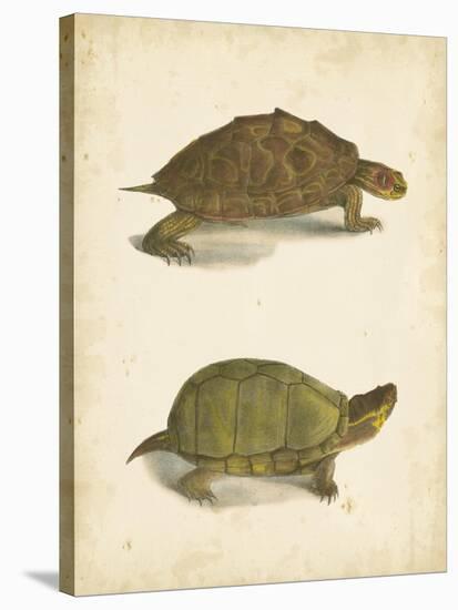 Turtle Duo IV-J.W. Hill-Stretched Canvas