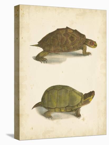 Turtle Duo IV-J.W. Hill-Stretched Canvas