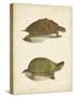 Turtle Duo IV-J.W. Hill-Stretched Canvas