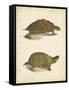 Turtle Duo IV-J.W. Hill-Framed Stretched Canvas