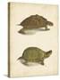 Turtle Duo IV-J.W. Hill-Stretched Canvas