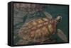 Turtle Farm, Green Sea Turtle, Grand Cayman, Cayman Islands, British West Indies-Lisa S. Engelbrecht-Framed Stretched Canvas