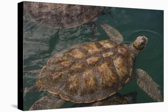 Turtle Farm, Green Sea Turtle, Grand Cayman, Cayman Islands, British West Indies-Lisa S. Engelbrecht-Stretched Canvas