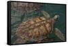 Turtle Farm, Green Sea Turtle, Grand Cayman, Cayman Islands, British West Indies-Lisa S. Engelbrecht-Framed Stretched Canvas