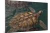 Turtle Farm, Green Sea Turtle, Grand Cayman, Cayman Islands, British West Indies-Lisa S. Engelbrecht-Mounted Photographic Print