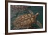 Turtle Farm, Green Sea Turtle, Grand Cayman, Cayman Islands, British West Indies-Lisa S. Engelbrecht-Framed Photographic Print