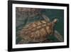 Turtle Farm, Green Sea Turtle, Grand Cayman, Cayman Islands, British West Indies-Lisa S. Engelbrecht-Framed Photographic Print