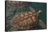 Turtle Farm, Green Sea Turtle, Grand Cayman, Cayman Islands, British West Indies-Lisa S. Engelbrecht-Stretched Canvas