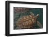 Turtle Farm, Green Sea Turtle, Grand Cayman, Cayman Islands, British West Indies-Lisa S. Engelbrecht-Framed Photographic Print