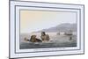 Turtle Fishing in the Water-J.h. Clark-Mounted Art Print