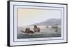 Turtle Fishing in the Water-J.h. Clark-Framed Stretched Canvas