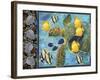 Turtle Hatchlings-James Mazzotta-Framed Giclee Print