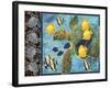 Turtle Hatchlings-James Mazzotta-Framed Giclee Print