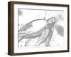 Turtle In The Grey-OnRei-Framed Art Print