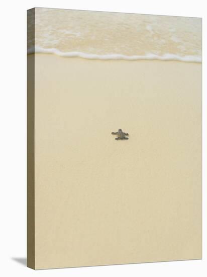 Turtle Making its Way to the Water-Papadopoulos Sakis-Stretched Canvas