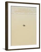 Turtle Making its Way to the Water-Papadopoulos Sakis-Framed Photographic Print