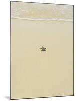 Turtle Making its Way to the Water-Papadopoulos Sakis-Mounted Photographic Print