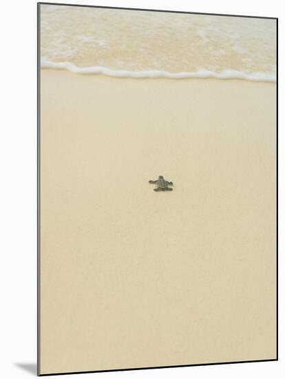 Turtle Making its Way to the Water-Papadopoulos Sakis-Mounted Photographic Print