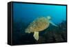 Turtle on a Reef-pipehorse-Framed Stretched Canvas