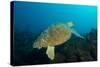 Turtle on a Reef-pipehorse-Stretched Canvas